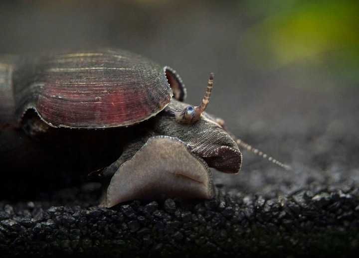 GB Ślimak Tylomelania Black Devil - dowóz ryb!