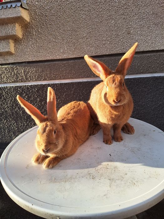 Бургундія кролики