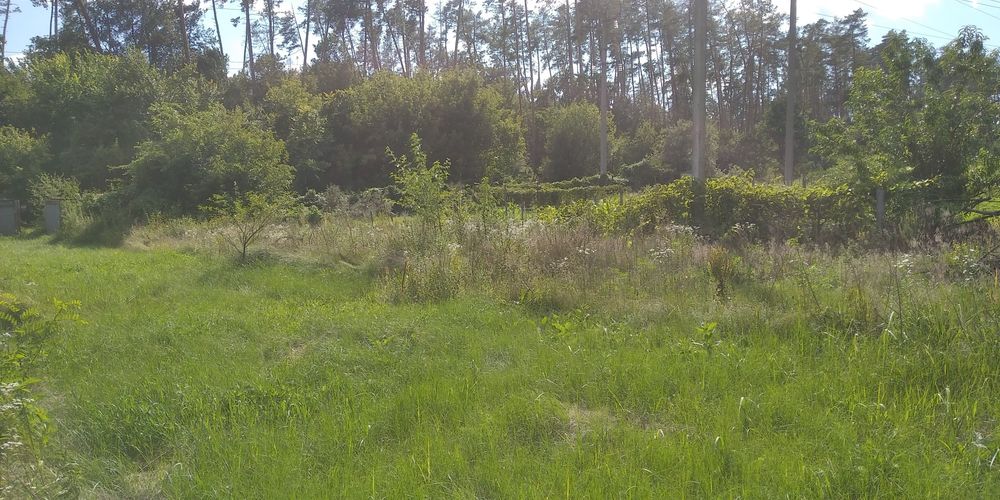 Продам ділянку у лісі