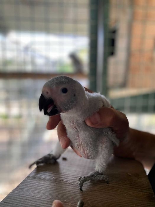 Várias aves criadas a mão e para acabar de criar a mão