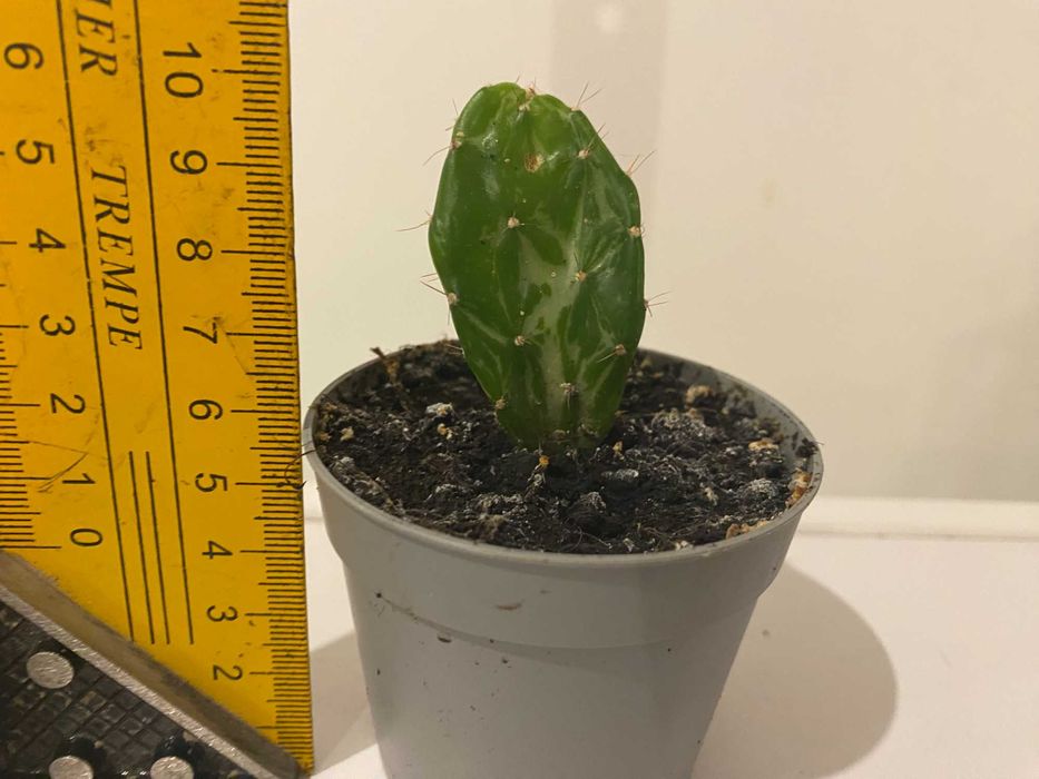 Kaktus Opuntia monacantha variegata (sukulent)