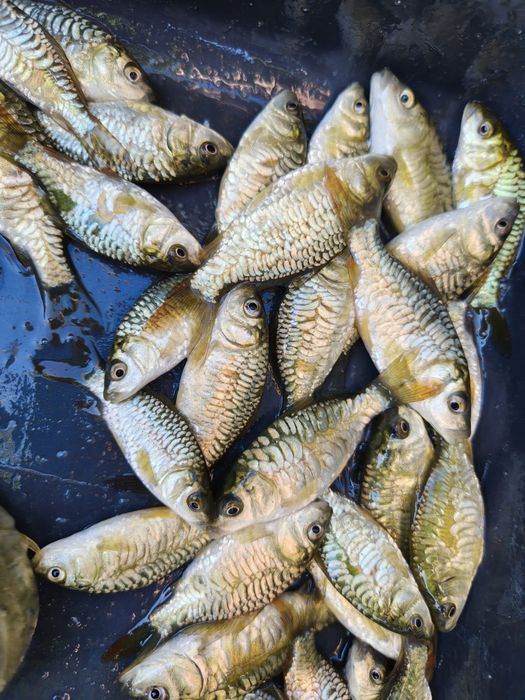 Karp Lampas, oryginalna łuska, unikat