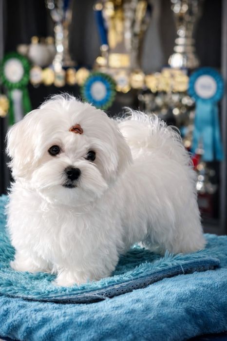 Mini piesek Maltanczyk , przebadany , rodowód ZKwP