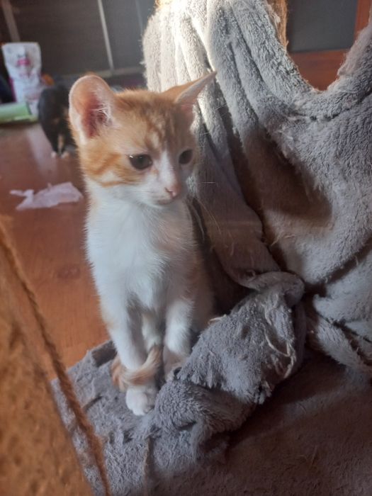 Kocurek do adopcji
