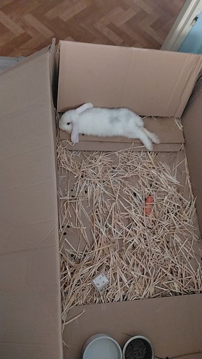 Sprzedam Królika z klatką