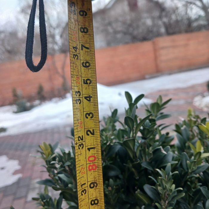 Кашпо з Самшитом, для саду, тераси