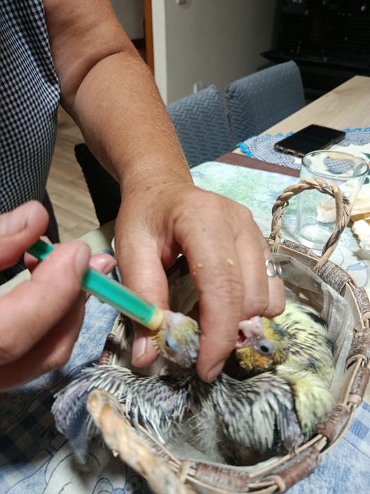 Caturras bebés a serem criadas