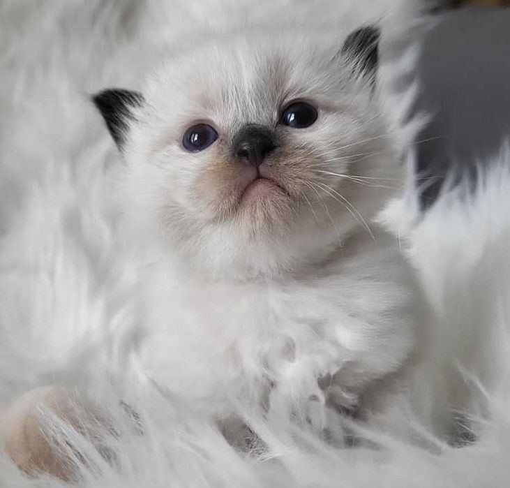 Kocięta Ragdoll z rodowodem, odbiór lipiec