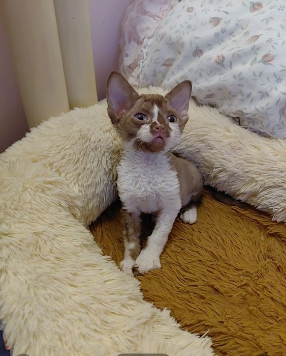 Котята Девон Рекс
