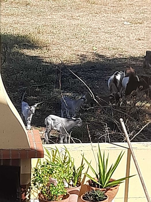 Animais ovinos e caprinos