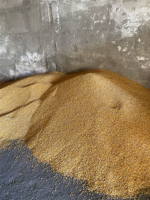 Курудза    зерно