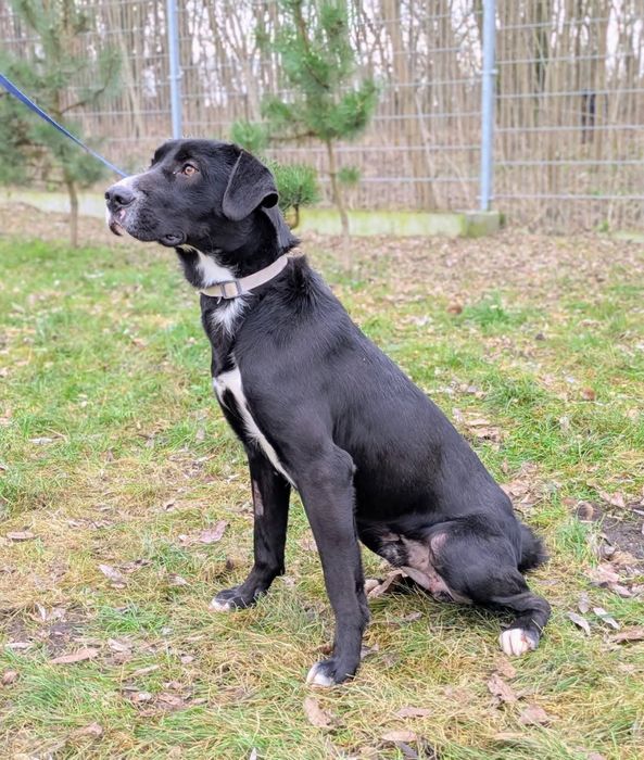 Tristan duży pies o cudownym sercu do adopcji!