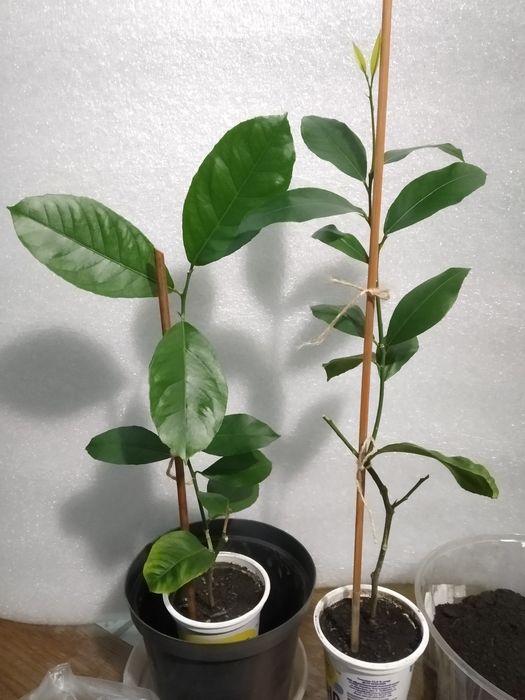 Лимон кімнатний крупноплодний