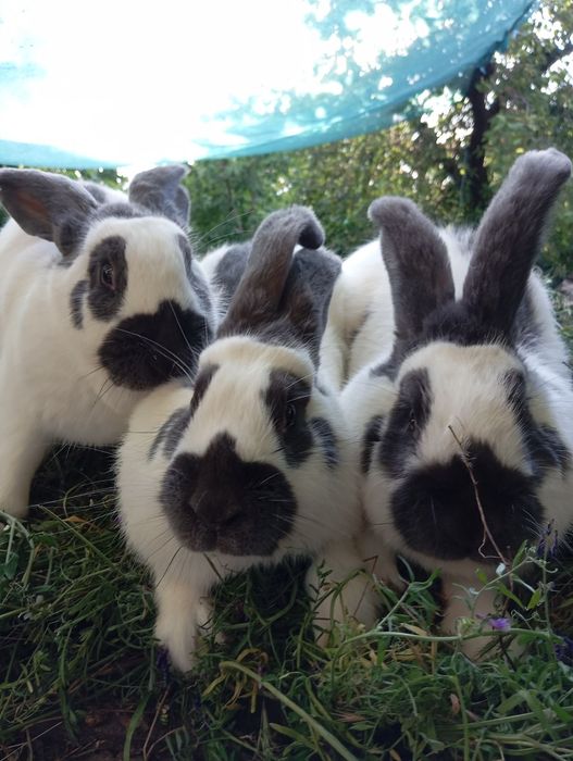 Продам кролей на племя. Немецкий строкач.,самцыНЗК,Полтавское серебро.