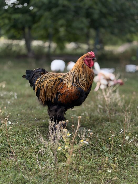 Продам півня Брама