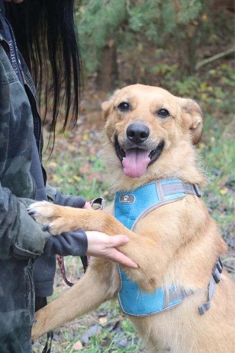 Tokyo wulkan energii szuka domu