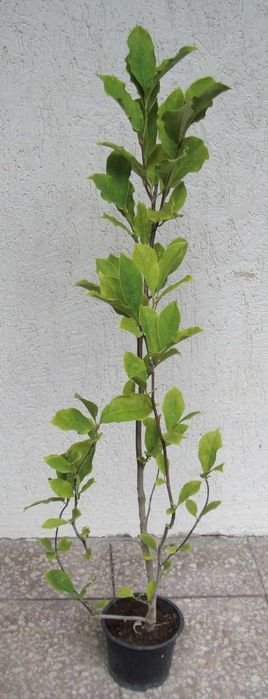 MAGNOLIA SUSAN - sadzonki w doniczkach