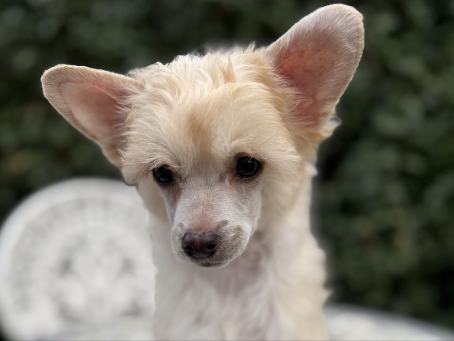 TEGAN owłosiony chiński grzywacz-powder puff Łomianki