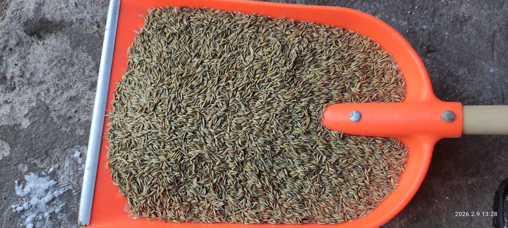 Sprzedam Owies Breton 2025