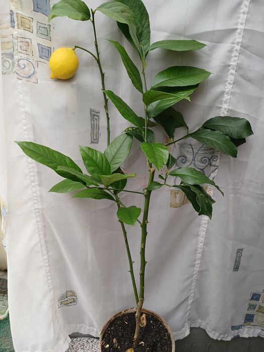 Лимон Павловский