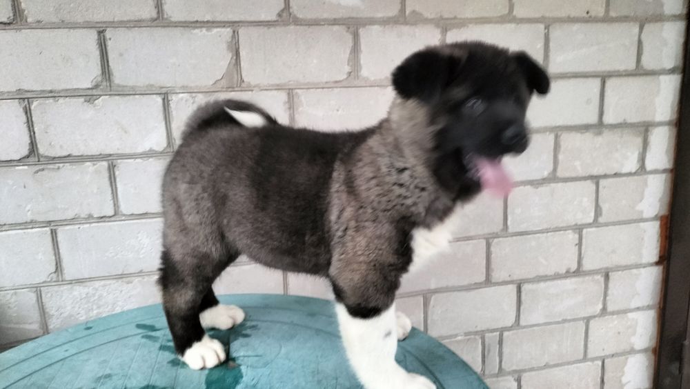 Акіти Американські