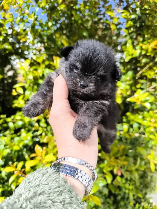 Spitz Anão Lulu da Pomerânia Mini. Menino