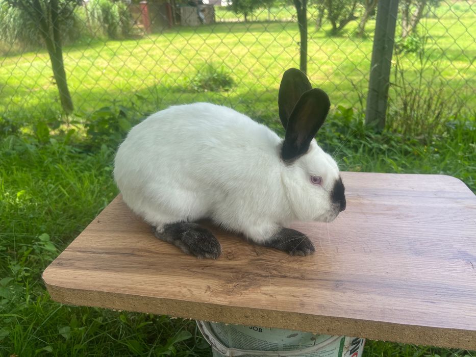 Kròliki Kalifornia oraz Kuna Wielka