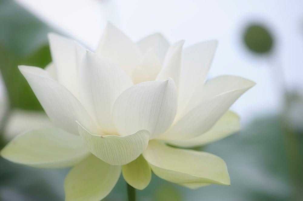 Sessao Reiki a distancia