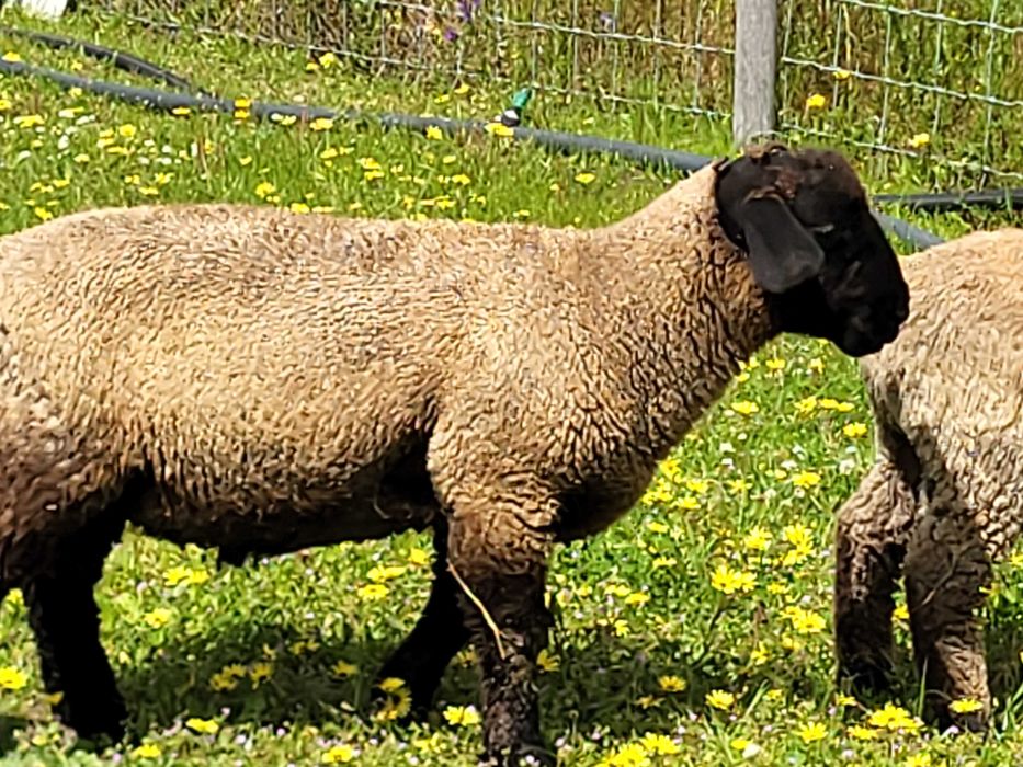 Vendo Borrego Sulfok