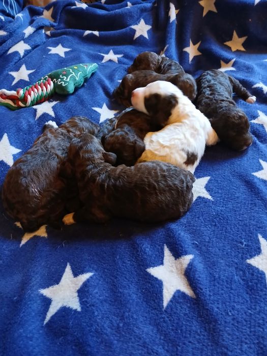 Лаготто романьоло щенята,родовiд FCI