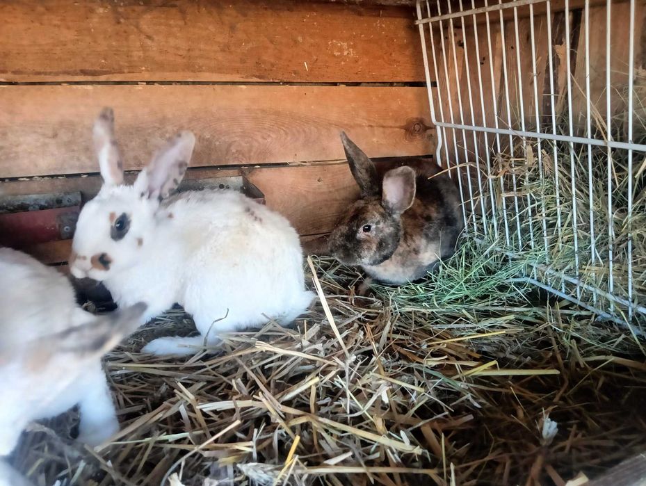Sprzedam króliki REX