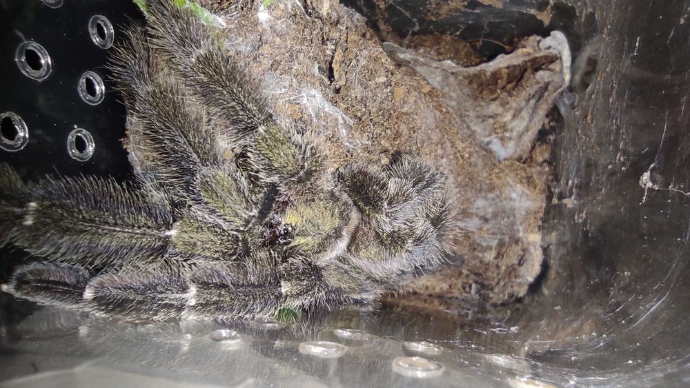 Samiec Psalmopoeus Reduncus - ptasznik