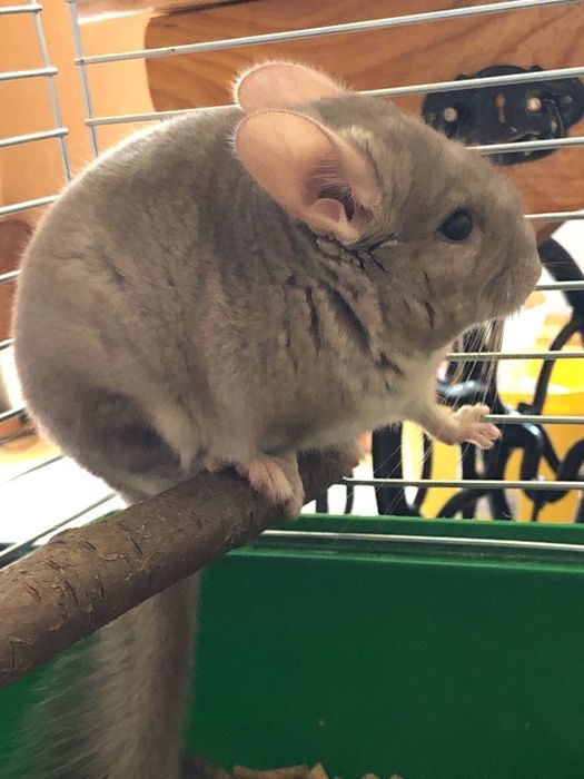 гризун, хлрпчик 2.5 роки