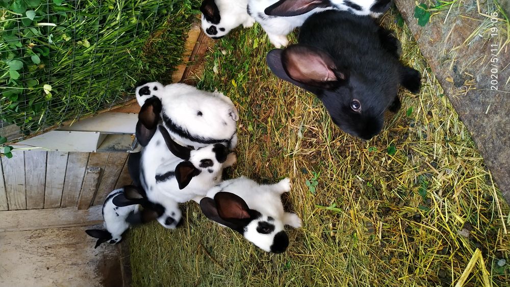 Німецький строкач.Самці,самки.Різний вік.