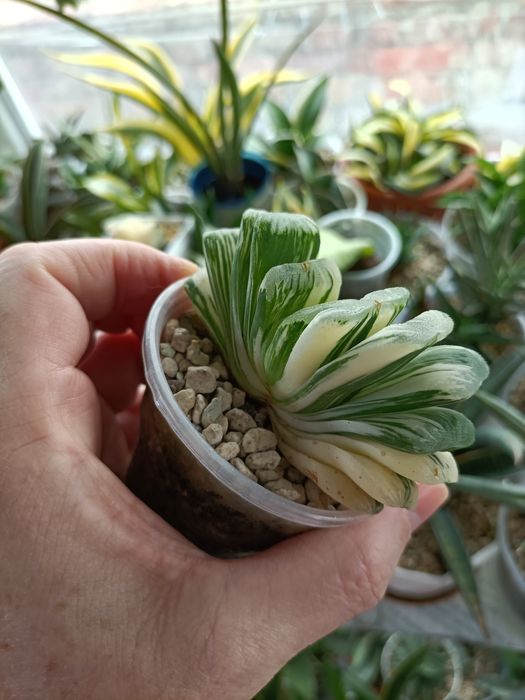 Хавортія трункати варієгатні Лайм