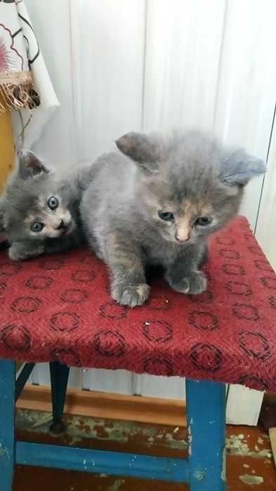 Кошенята аристократи шукають господарів