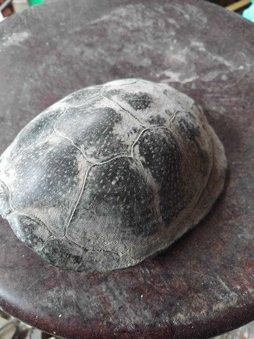 Панцир черепахи.