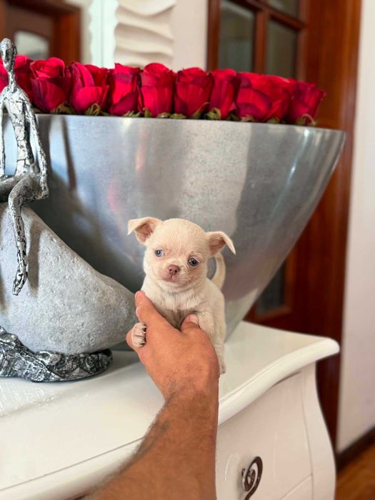 Chihuahua  Superminiatura  MACHINHO  COM LOP E AFIXO