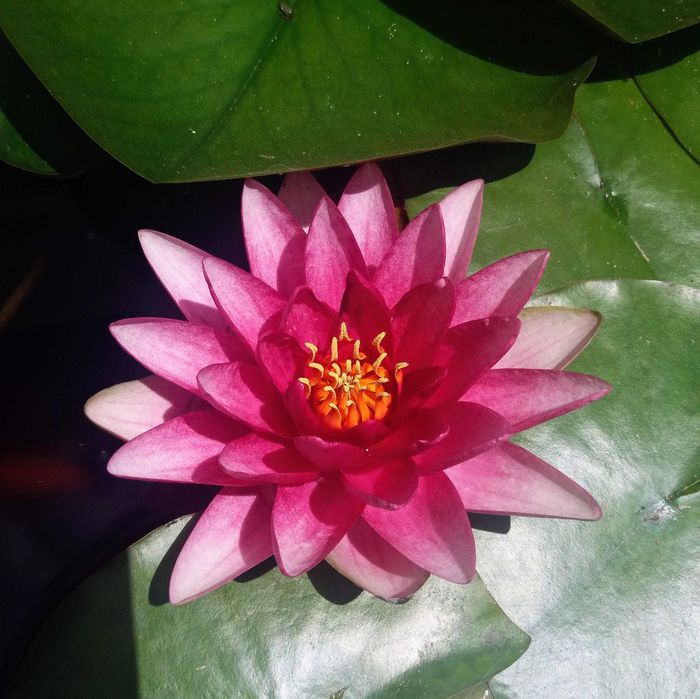 Nenúfar Rosa (Nymphaea) — Divisões para Lago | Várias Unidades