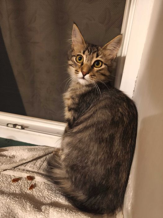 Котик шукає родину