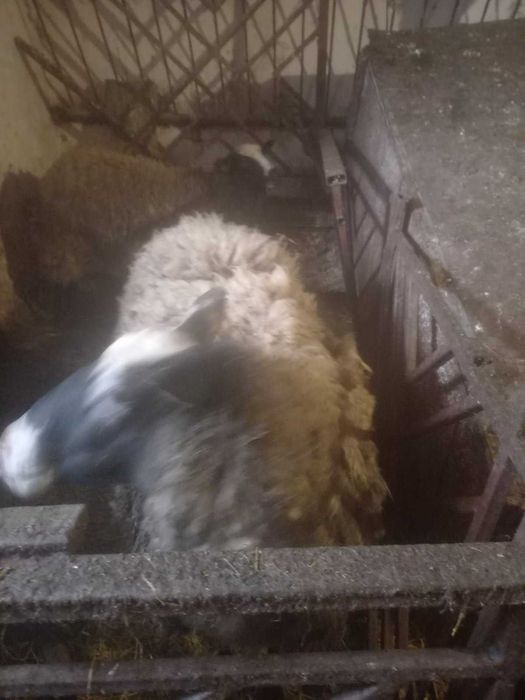 Продаються овечки