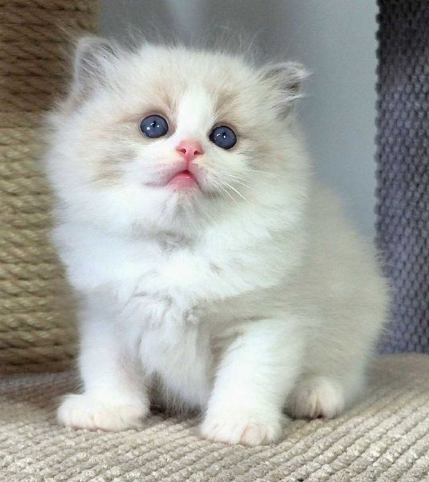 Ragdoll Kocurek Niebieski bikolor z rodowodem