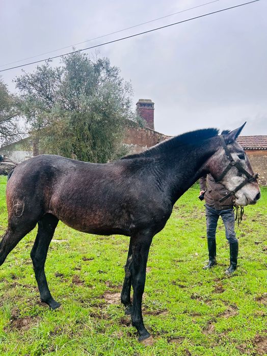 vendo poldra urtiga || PSL