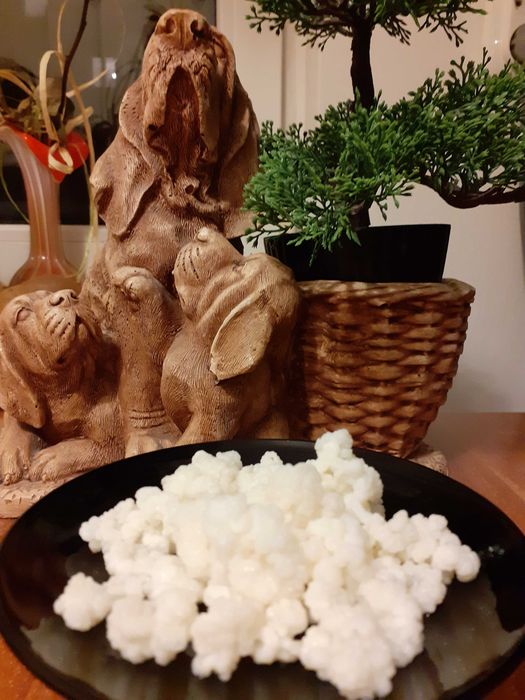 Grzybek tybetański