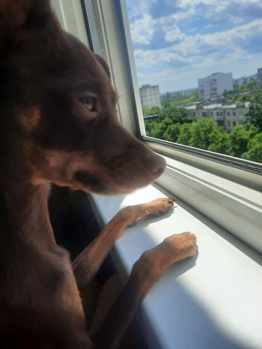 В'язка той тер'єр (стандарт, 4 роки 3,3 кг)