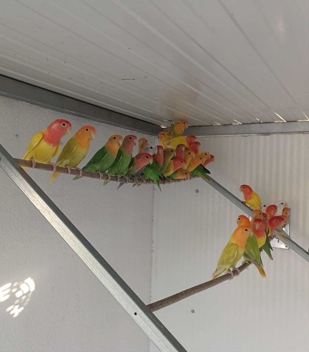 agapornis roseicollies