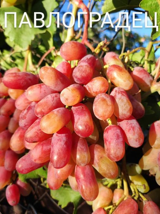 Саженцы винограда аватар. жолтый великан.эльдорадо.алинка.150 сортов.