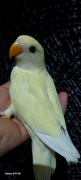 Agapone / agapornis domesticados