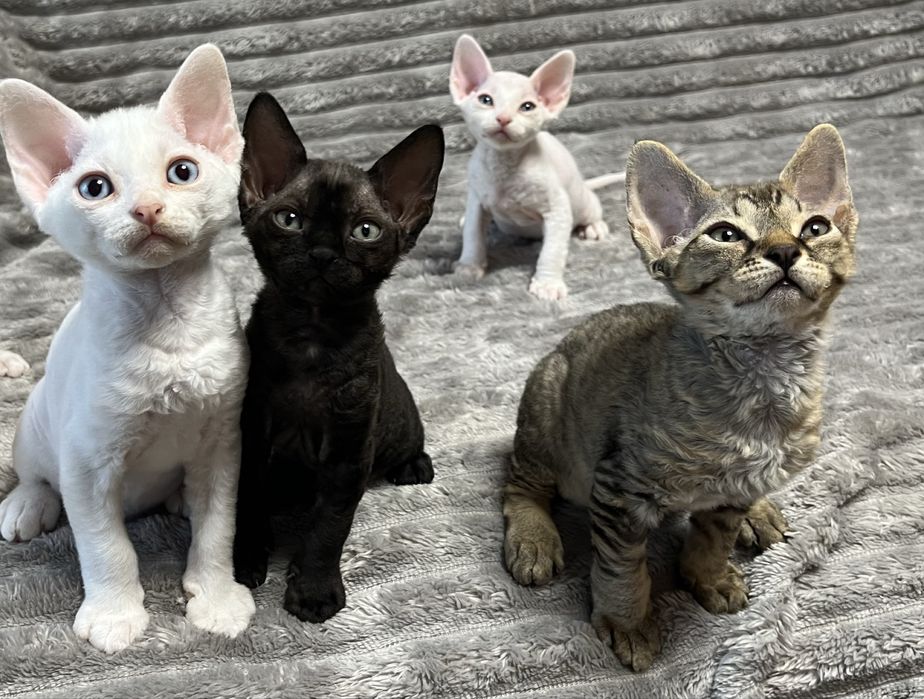 Кошенята Девон рекс/ Devon Rex