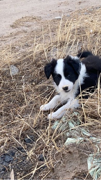 Border  collie com lop